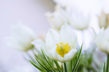 White spring flower close up. Spring lumbago. Pulsatilla vernalis.