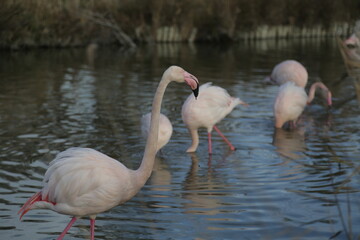 flamingo in the water