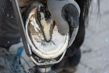 Natural hoof trimming - the farrier trims and shapes a horse's hooves using the knife, hoof nippers file and rasp. - 433200530