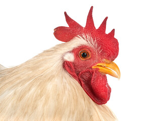 pekin bantam in studio