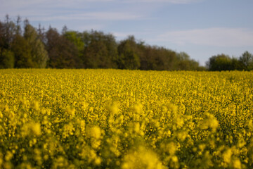 Rapsfeld im Fr&uuml;hling