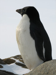 南極のアデリーペンギン