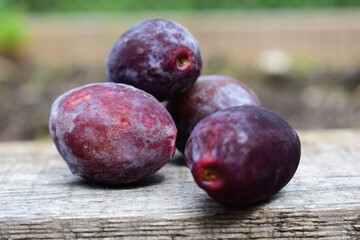 Pflaumen, Zwetschken in Violett, alte, kleine Sorte in der Sonne, vollreif