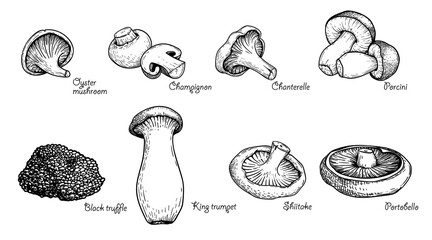 Various mushrooms set. Hand drawn sketch style. Oyster, champignon, chanterelle, porcini, black truffle, trumpet, shiitake, portobello. Vector illustrations.