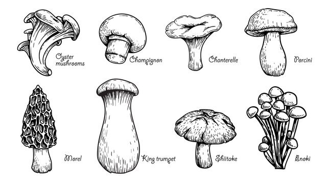 Various mushrooms set. Hand drawn sketch style. Oyster, champignon, chanterelle, porcini, morel, trumpet, shiitake, enoki. Vector illustrations.
