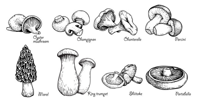 Various mushrooms set. Hand drawn sketch style. Oyster, champignon, chanterelle, porcini,morel, trumpet, shiitake, portobello. Vector illustrations.
