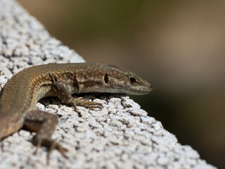 Lagartija tomando los primeros rayos de sol en primavera