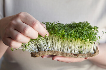 Microgreen arugula sprouts in female hands micro green