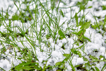 Graupel or snow pellets on green grass. Form of precipitation falls. Soft hail small white balls on...
