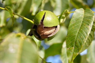 Walnut tree with walnut fruit in cracked pericarp with green leaves. Growing walnut