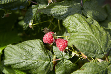 Raspberry bush with green leaves. Bunch of red raspberries