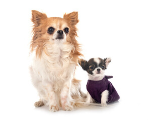 chihuahuas in studio