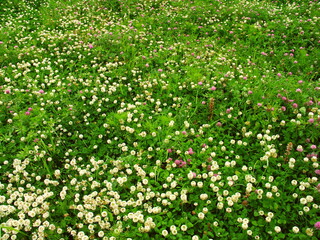 初夏の野原に咲くシロツメクサとアカツメクサ