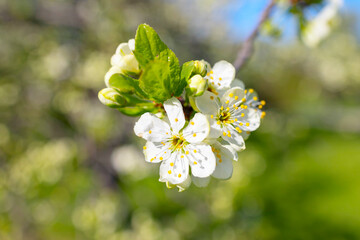 branches of a blooming Apple tree against the blue sky with clouds, large tender white buds as a symbol of spring