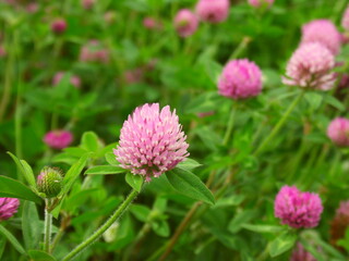 初夏の野原に咲く赤詰め草