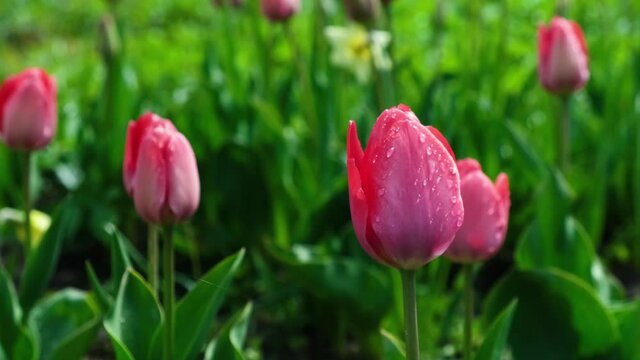  Pink unopened tulips swaying in the wind in the garden on a beautiful spring day. Flower background. Video in 4K.
