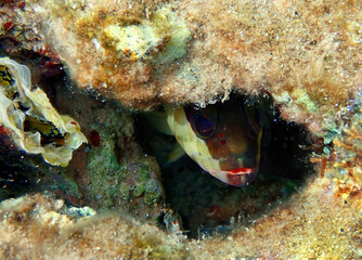 Blacktip striped grouper in stone shelter, scientific name is Epinephelus fasciatus, it belongs to the family Serranidae, the species is predator, inhabits in a shallow constant, defined territory

