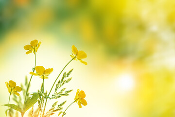 Yellow flowers of marsh marigold. floral background