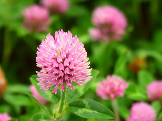 初夏の野原に咲く赤詰め草