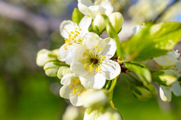 branches of a blooming Apple tree against the blue sky with clouds, large tender white buds as a symbol of spring