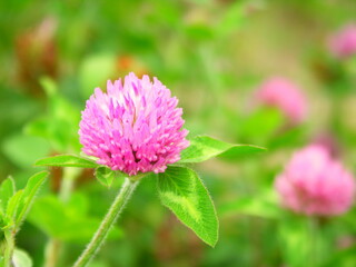 初夏の野原に咲く赤詰め草