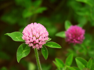 Fototapeta premium 初夏の野原に咲く赤詰め草
