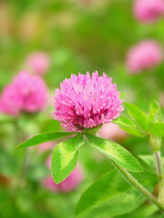 Obraz premium 野原に咲くアカツメクサ 