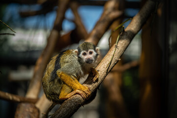 Obraz premium little cute saimiri sitting on a branch