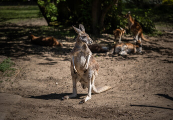 Big kangaroo looks to the side, wildlife