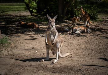 Big kangaroo looks into the frame, wildlife