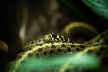 snake lurking in the plants of the park