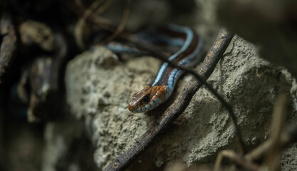 Beautiful Tamnoffice crawling over the stones, wildlife
