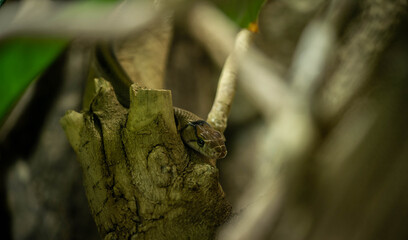 snake lurking in the plants of the park