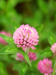 Fototapeta premium 初夏の野原に咲く赤詰め草