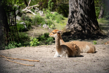 several beautiful lamas resting in the sun © Alex