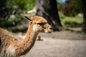portrait of brown llama in the park © Alex