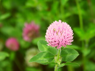 初夏の野原に咲く赤詰め草