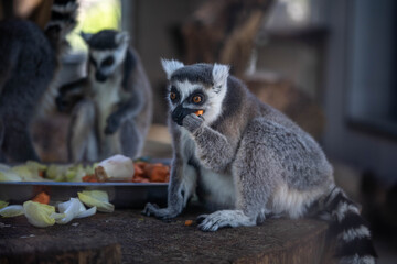 funny Madagascar lemur gnaws a carrot, wildlife