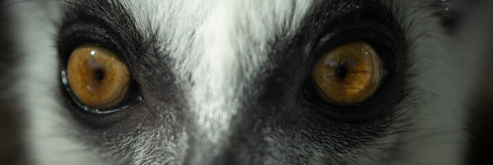 part of the face of a Madagascar lemur looking into the distance © Alex