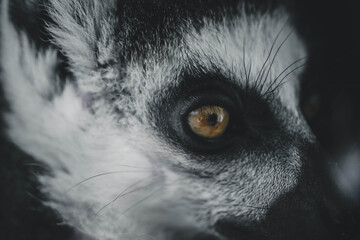 portrait of a Madagascar lemur looking into the distance