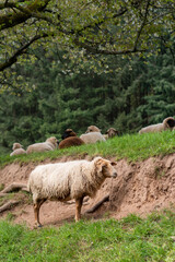 A white sheep stands in a meadow in front of a slope