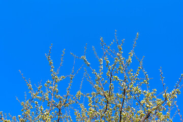 branches of a blooming Apple tree against the blue sky with clouds, large tender white buds as a symbol of spring