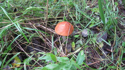 Boletus