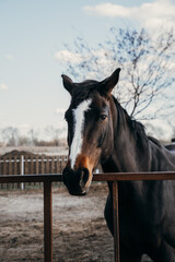 Fototapeta premium A beautiful black horse with a white stripe on the muzzle looks at the rider