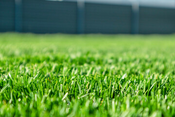 Close up of green lawn on a sunny day. Selective focus.