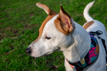 Naklejka na ściany i meble Dog Jack Russell Terrier breed in a field on green grass