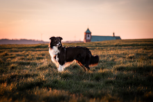 Australian shepherd