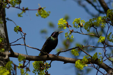 a starling on a maple branch