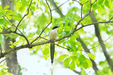 Azure-winged magpie(オナガ)