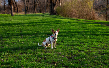 Naklejka na ściany i meble Dog Jack Russell Terrier breed in a field on green grass